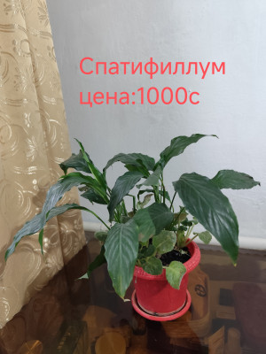 Сүрөт