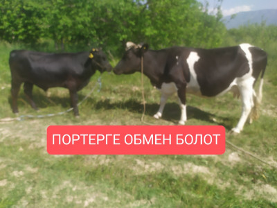 Сүрөт