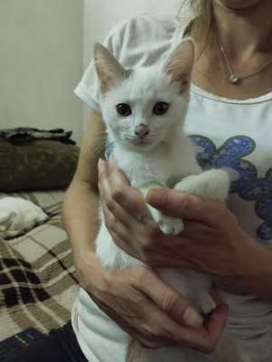 Сүрөт