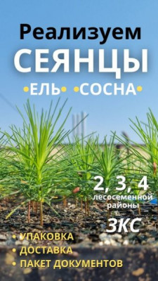 Сүрөт