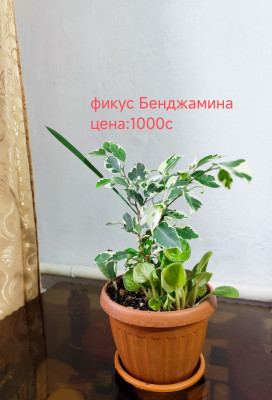Сүрөт